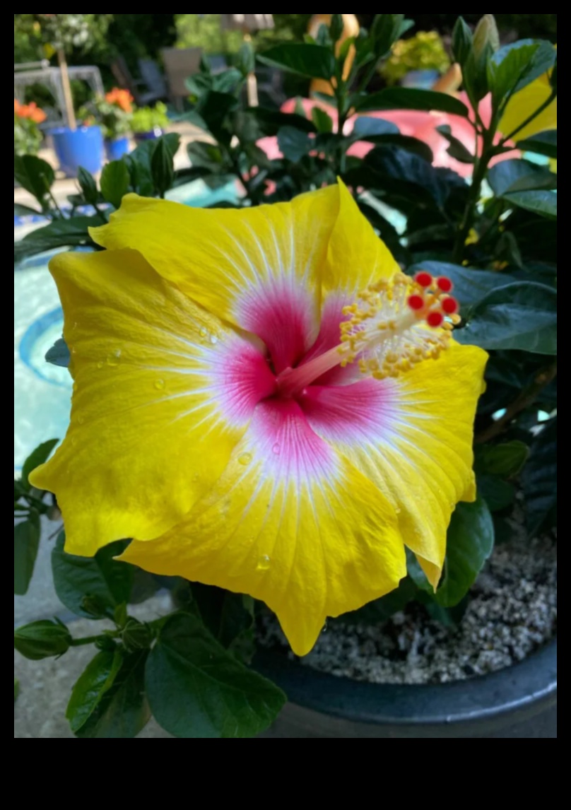 No rīta zied hibisks — dinamisks veids, kā sākt savu dienu 4 Rīta ziedēšana: sāciet savu dienu ar dinamisku hibiska pieskārienu