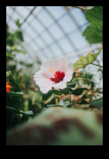 No rīta zied hibisks — dinamisks veids, kā sākt savu dienu 3 Rīta ziedēšana: sāciet savu dienu ar dinamisku hibiska pieskārienu