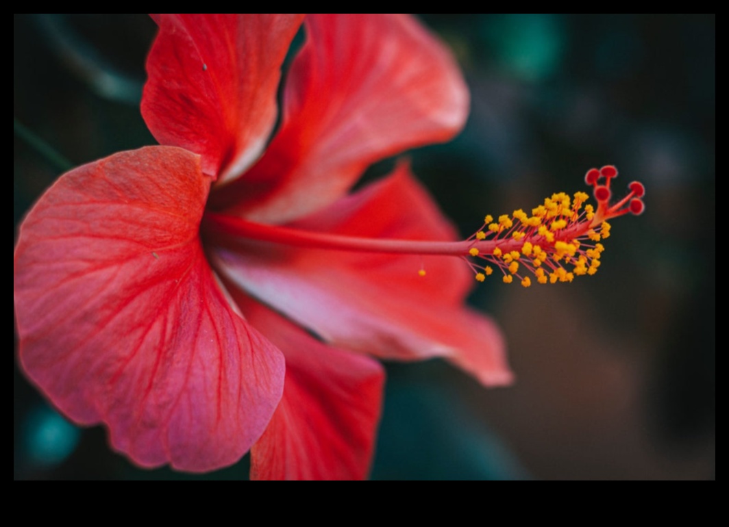 No rīta zied hibisks — dinamisks veids, kā iesākt savu dienu 2 Rīta ziedēšana: sāciet savu dienu ar dinamisku hibiska pieskārienu